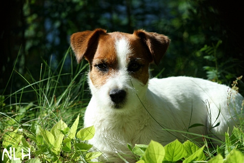 110729 inka.jpg - Inka